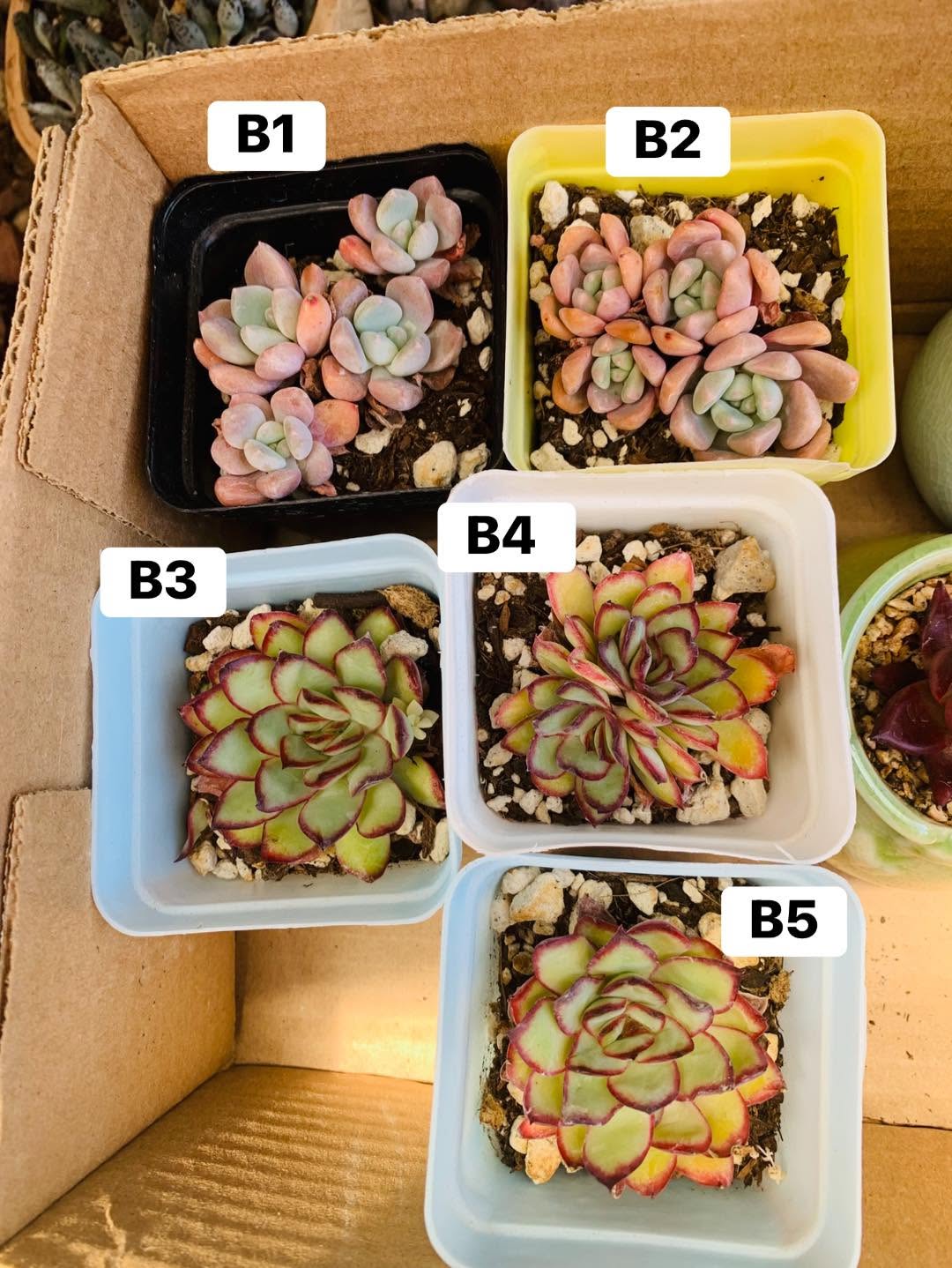 $4 清仓小苗，编号 B1 到 B5