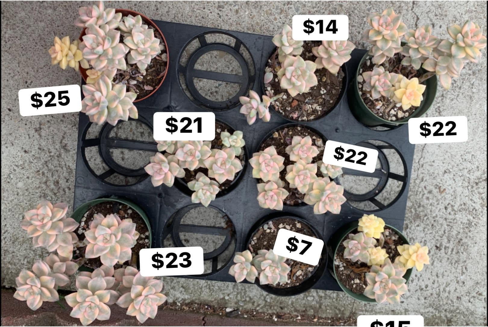Variegated Tituban 锦化多肉，价格从 7 到 25 美元