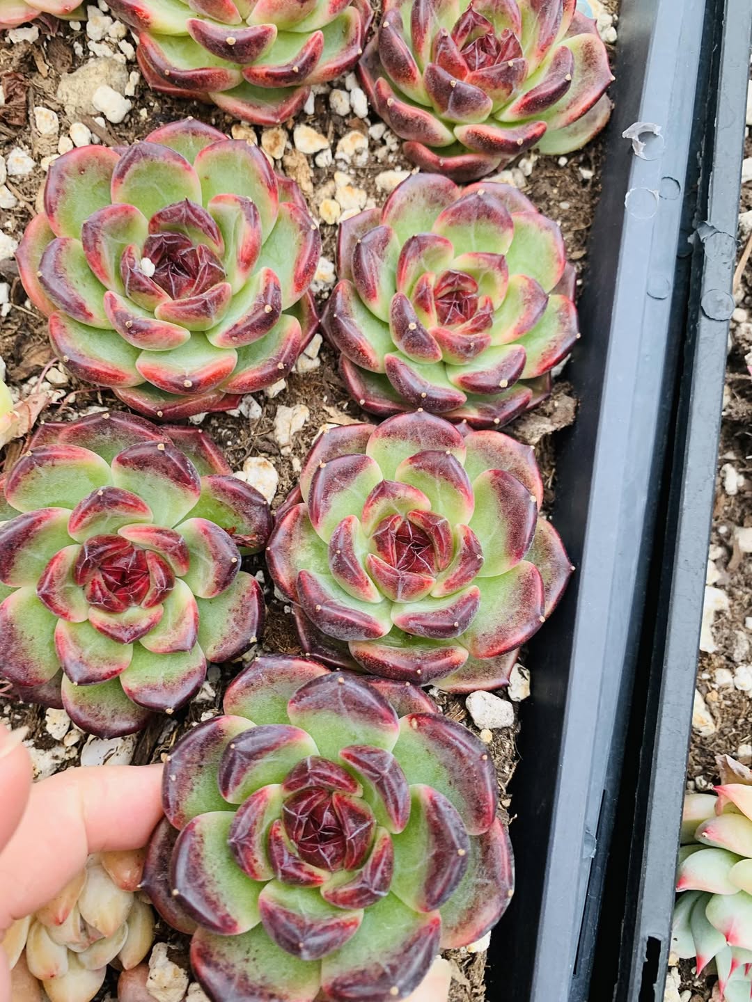Echeveria Icelandic Coffee 红边拟石莲花