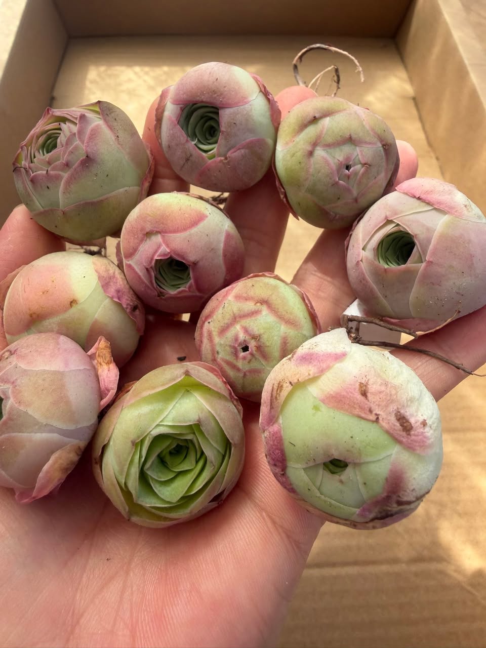Mountain Rose Palma 山地玫瑰小球