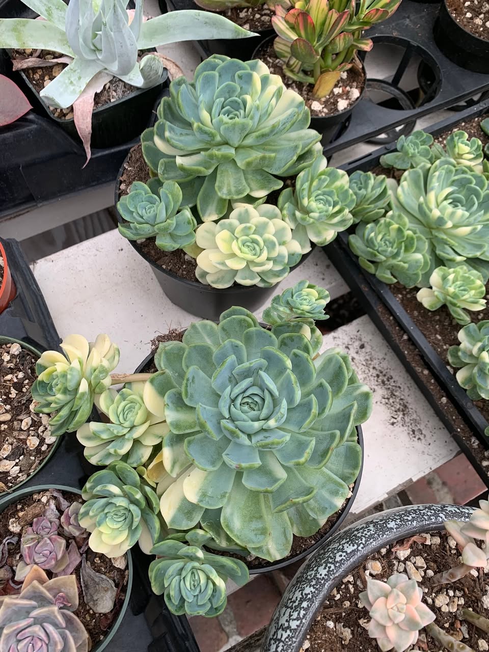 Variegated Echeveria Strawberry Ice 大群生锦化拟石莲