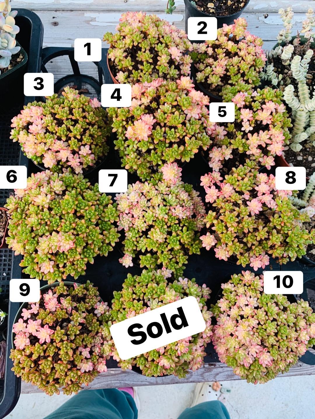 Variegated Aeonium sedifolium 锦化小叶莲花掌，编号 1 到 10