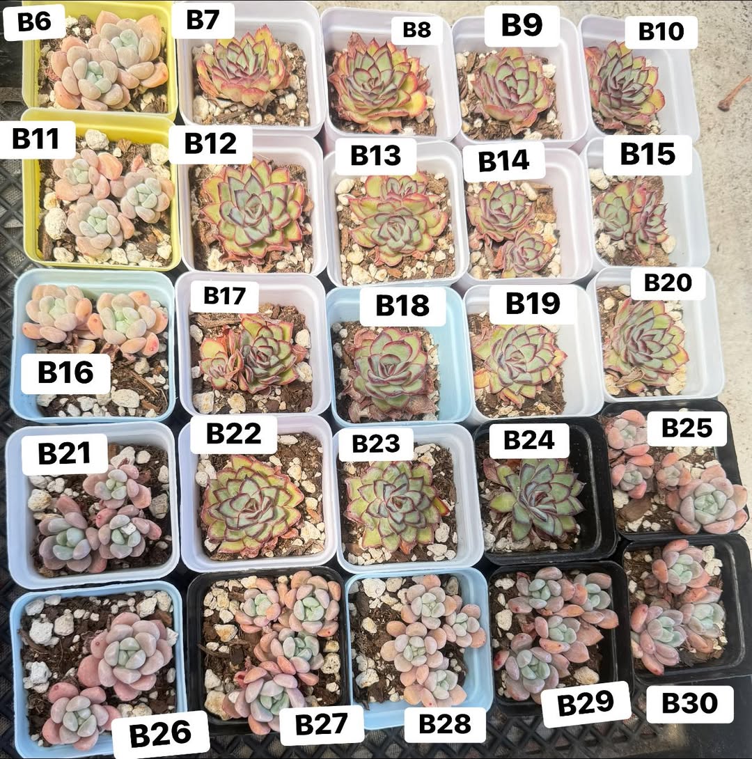 $4 清仓小苗第二批，编号 B6 到 B30