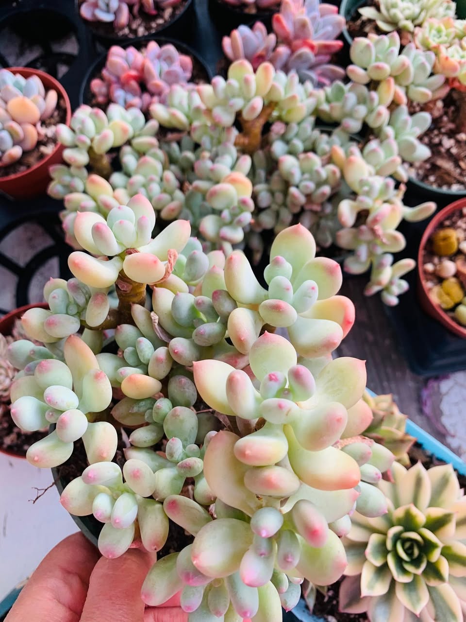 Pachyphytum Beauty cluster old stem 美人类老桩群生