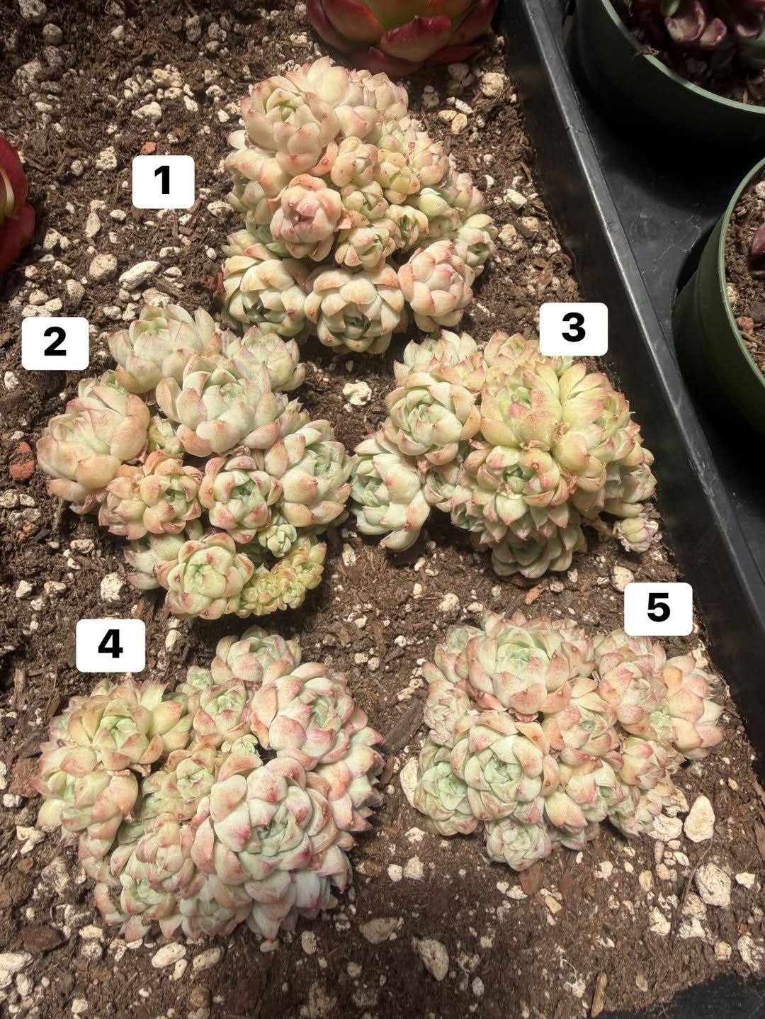 Echeveria queen hybrid 群生拟石莲