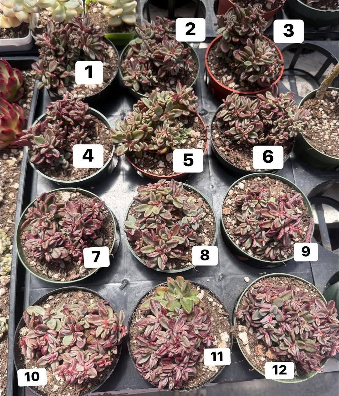 Variegated Echeveria Rezry cluster 编号 1 到 12