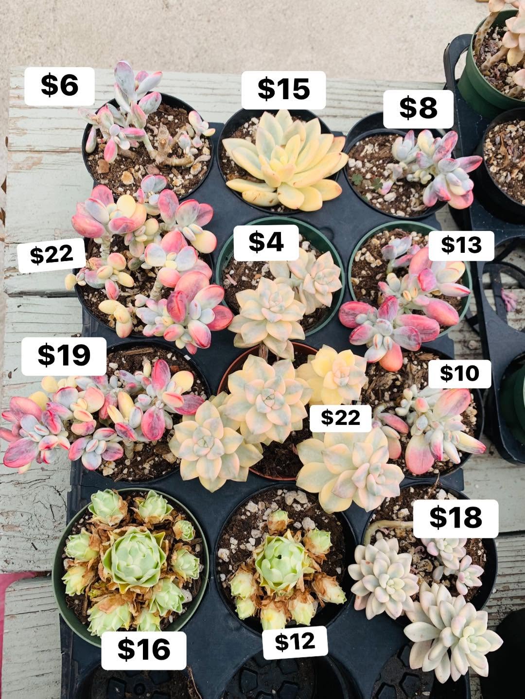 $4 到 $22 多肉混合价格图