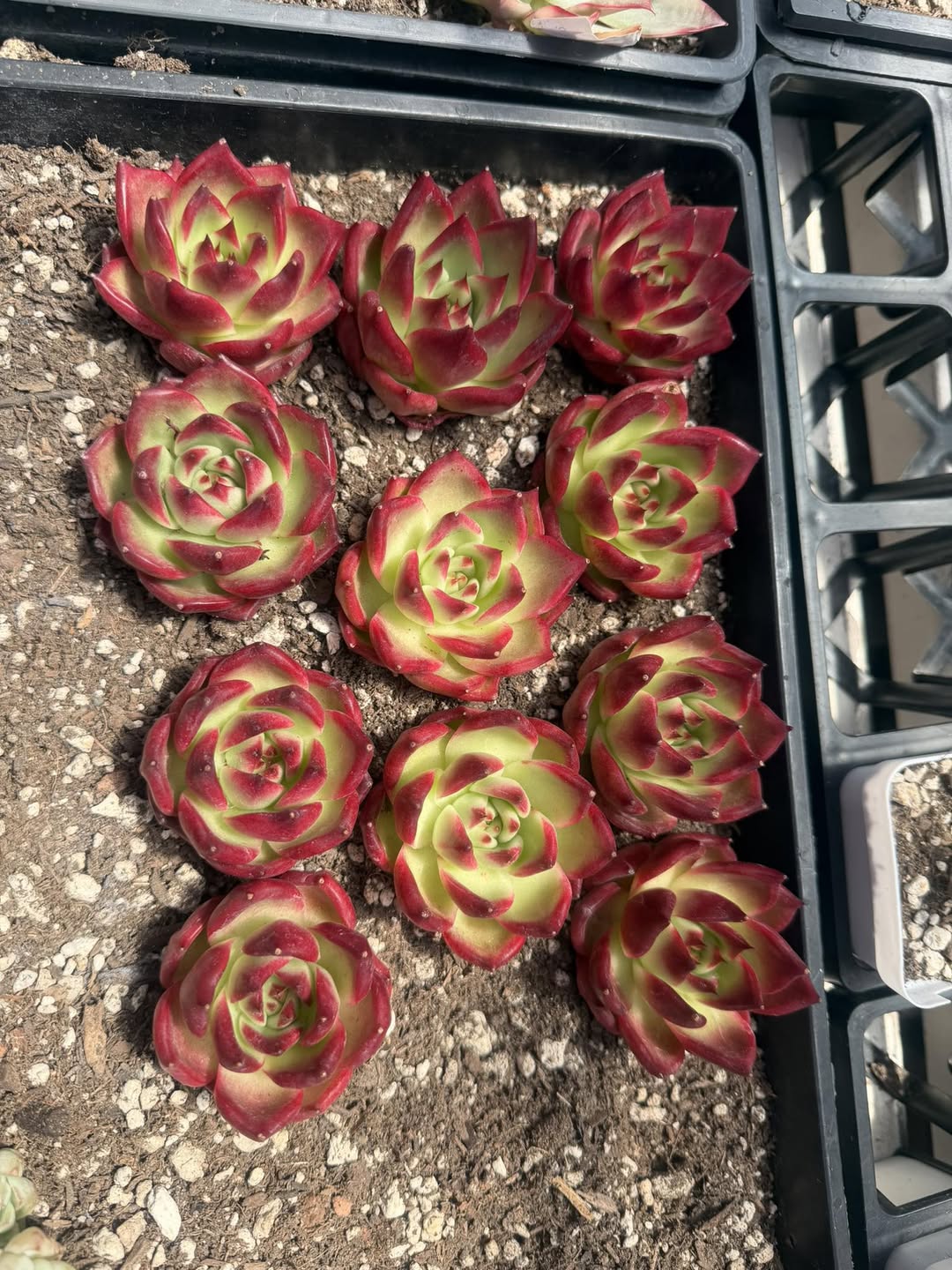 Echeveria Kayan 红边黄绿拟石莲