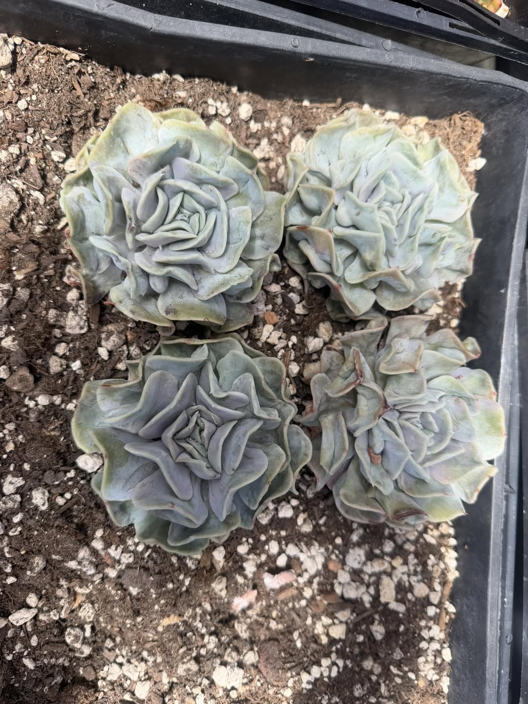 Echeveria Yun Yao Fairy 蓝灰褶皱拟石莲