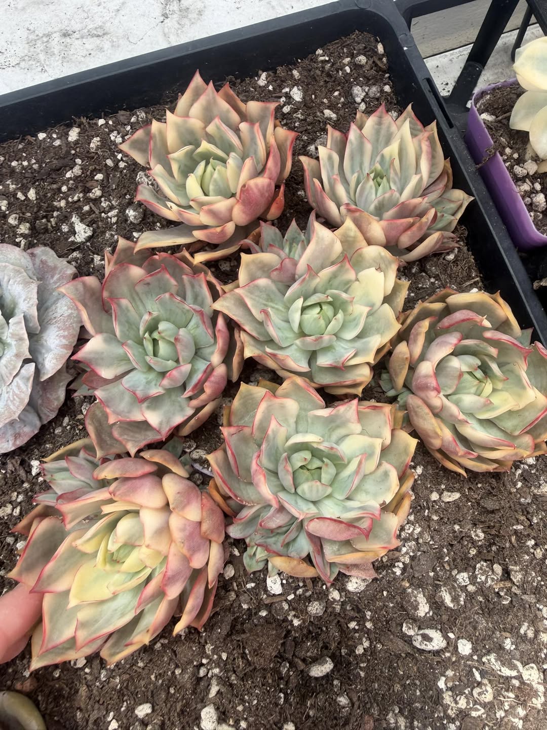 Variegated Echeveria Lotus Lantern 锦化荷花灯拟石莲