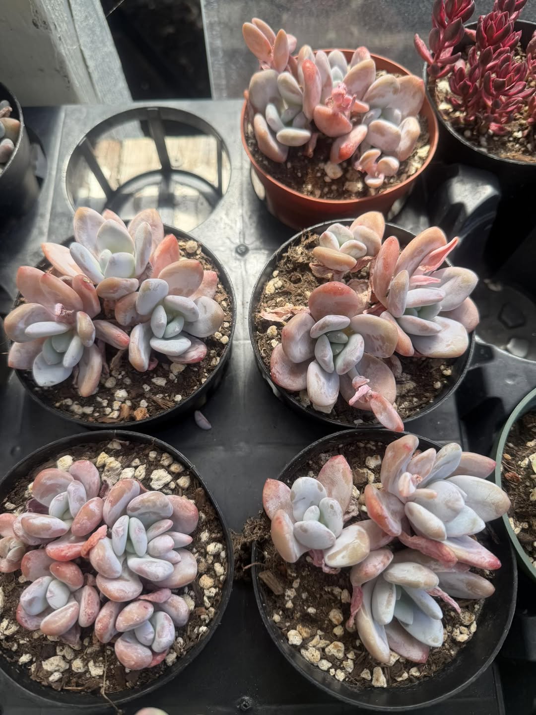 Echeveria Pink Bunny 粉色厚叶拟石莲