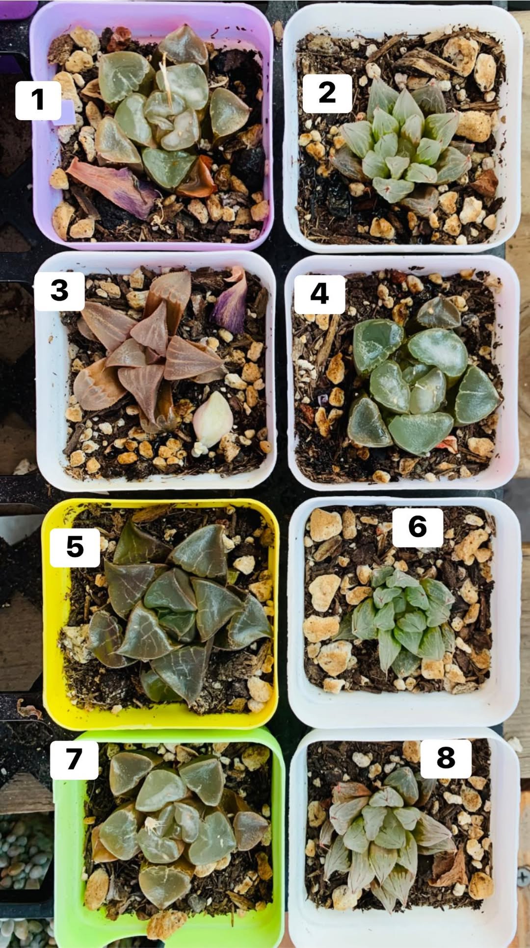 Haworthia 玉露十二卷混合编号 1 到 8
