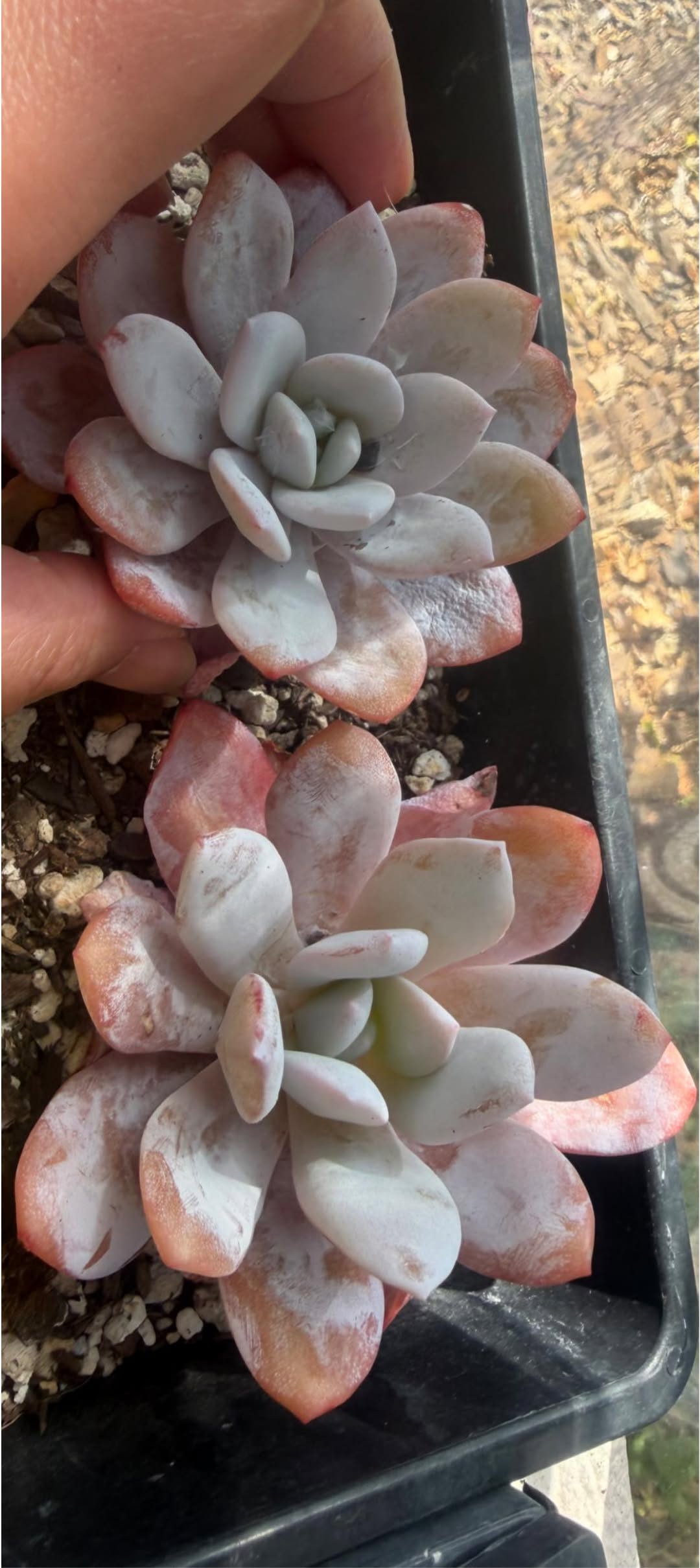 Echeveria Laui 劳氏拟石莲白粉莲座