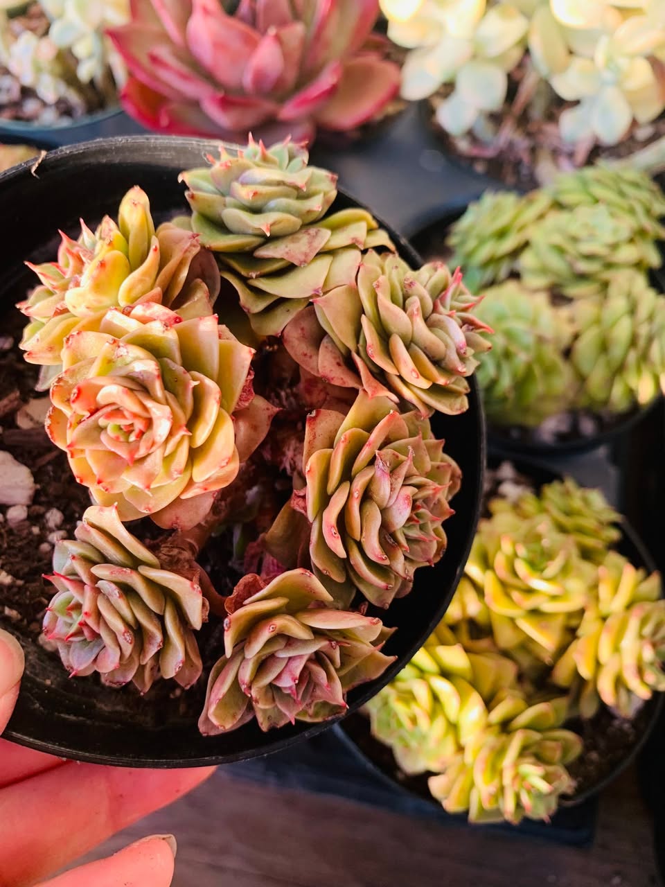 Echeveria Golden Flame cluster 金焰拟石莲群生