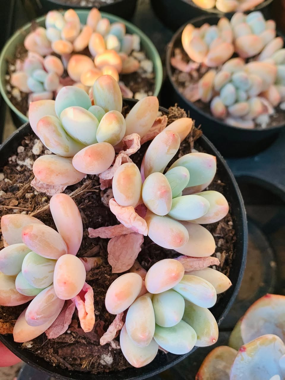 Echeveria Perfume Orange cluster 香橙拟石莲群生