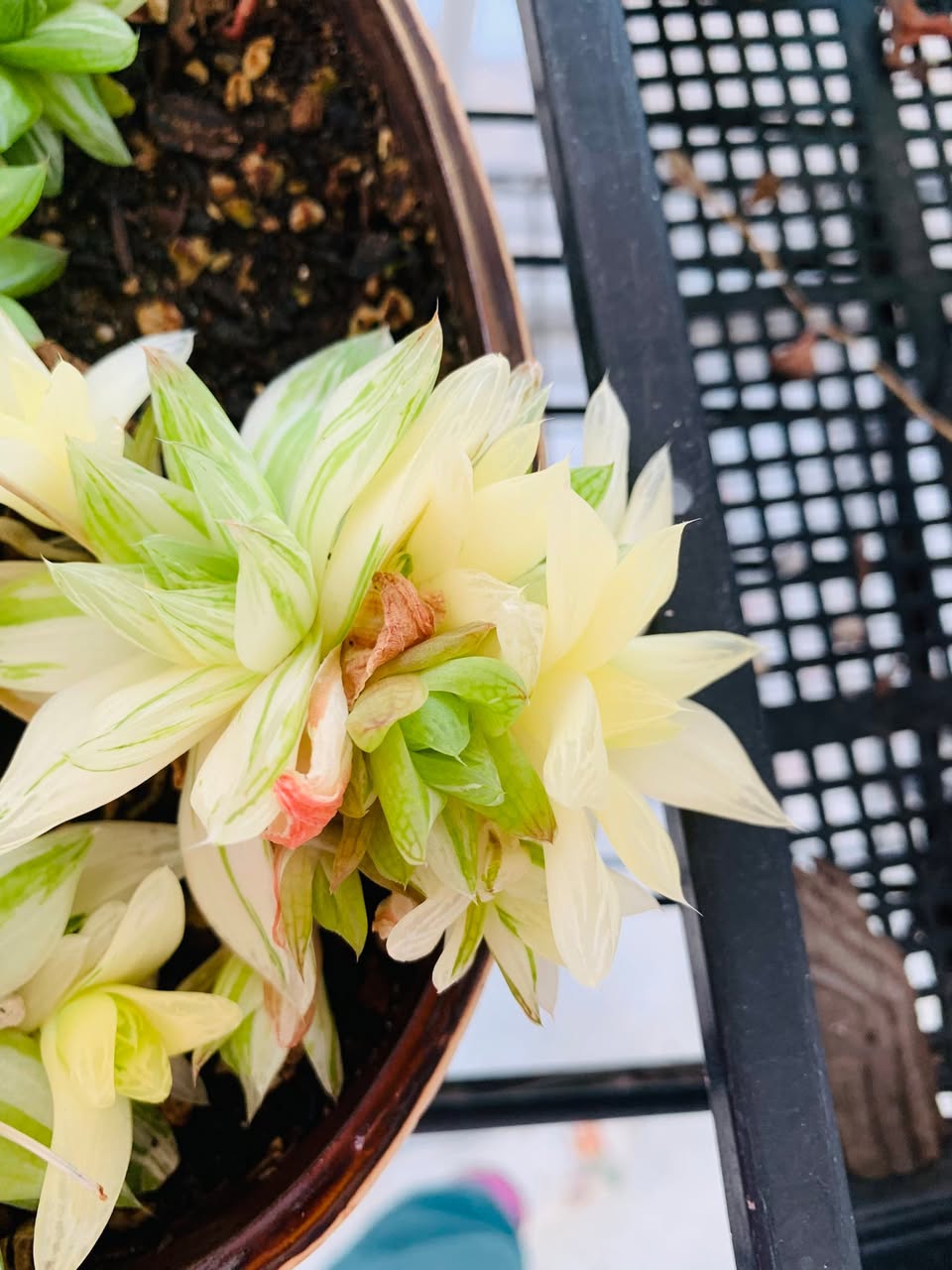 Variegated Haworthia cluster 锦化玉露群生