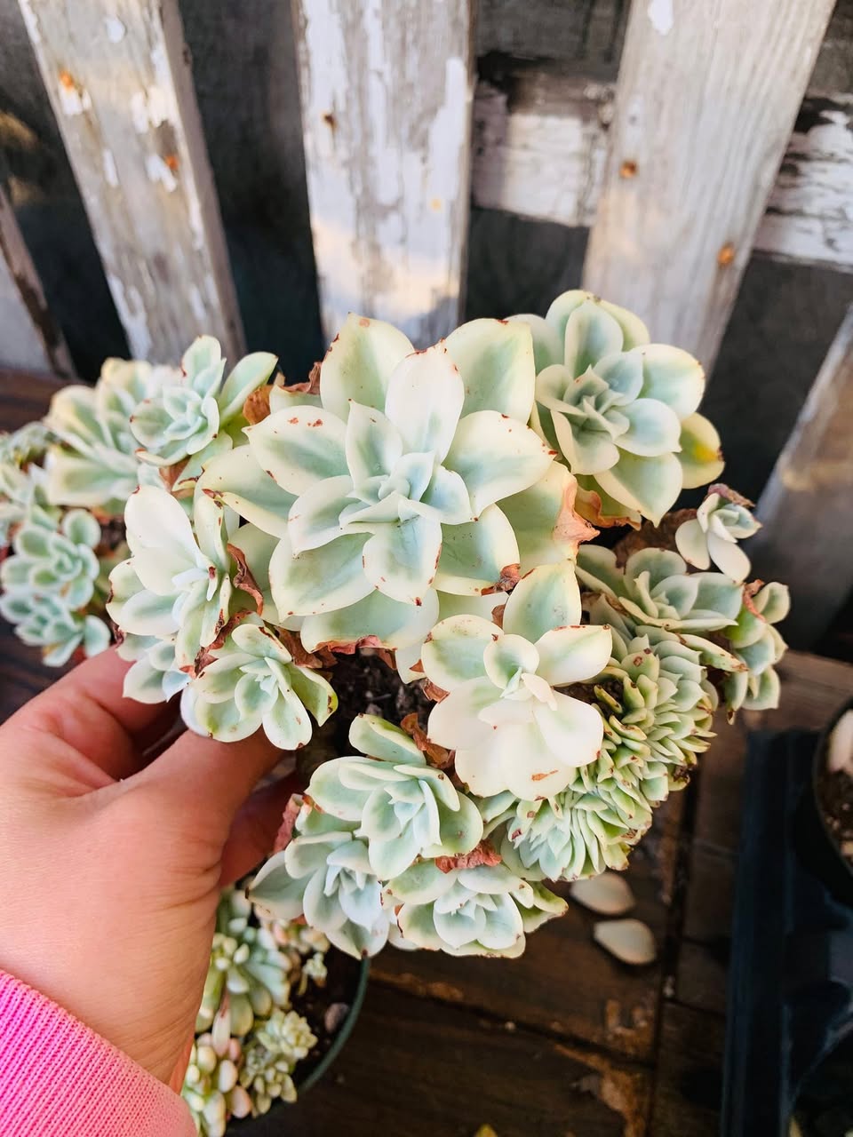 Variegated Echeveria Lemon Rose crested 锦化柠檬玫瑰缀化