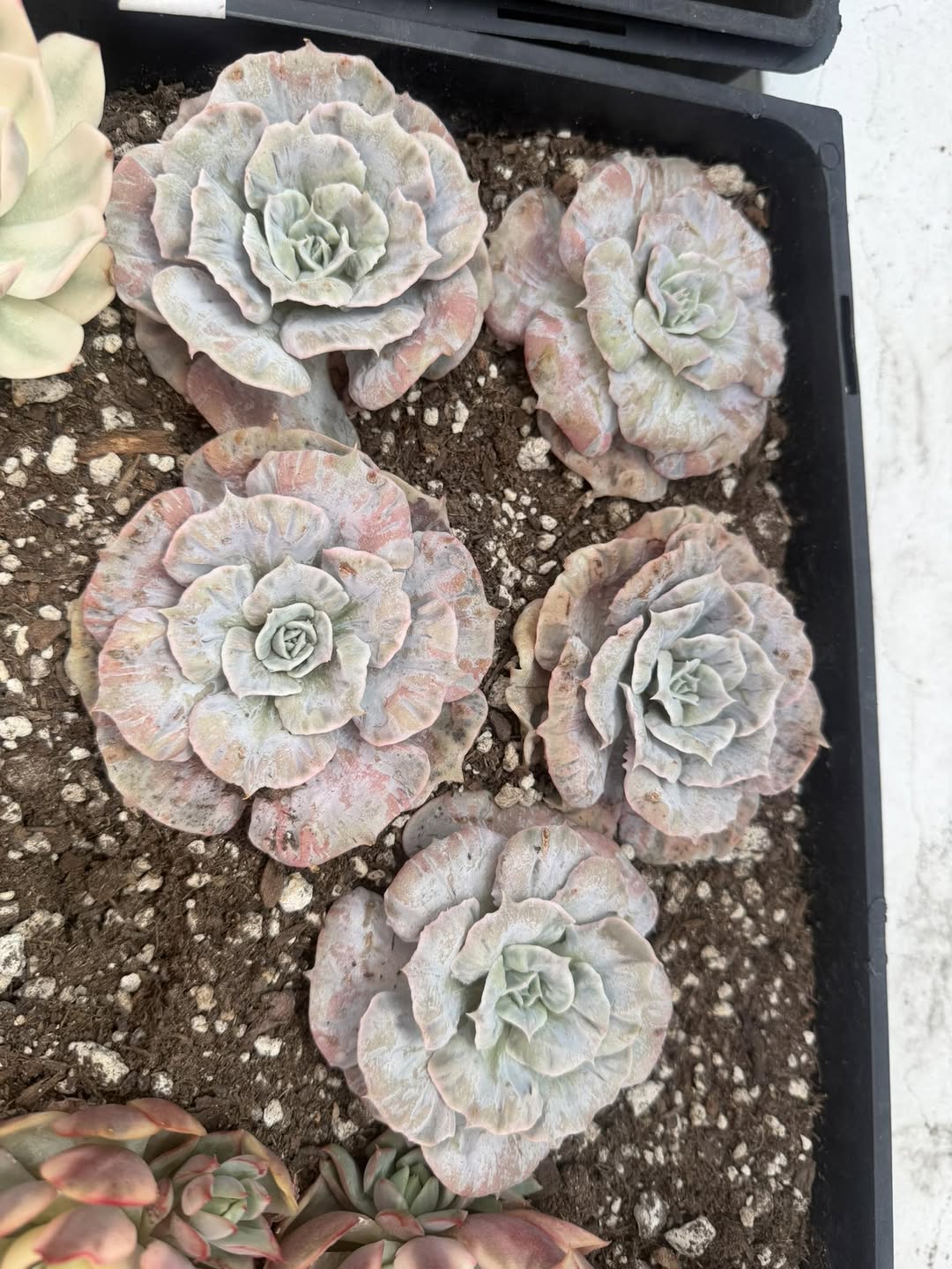 Variegated Echeveria Marvel 锦化 Marvel 拟石莲