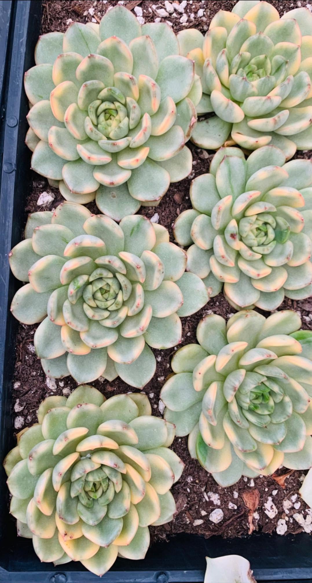 Echeveria Floriana yellow variegated 黄锦 Floriana 拟石莲