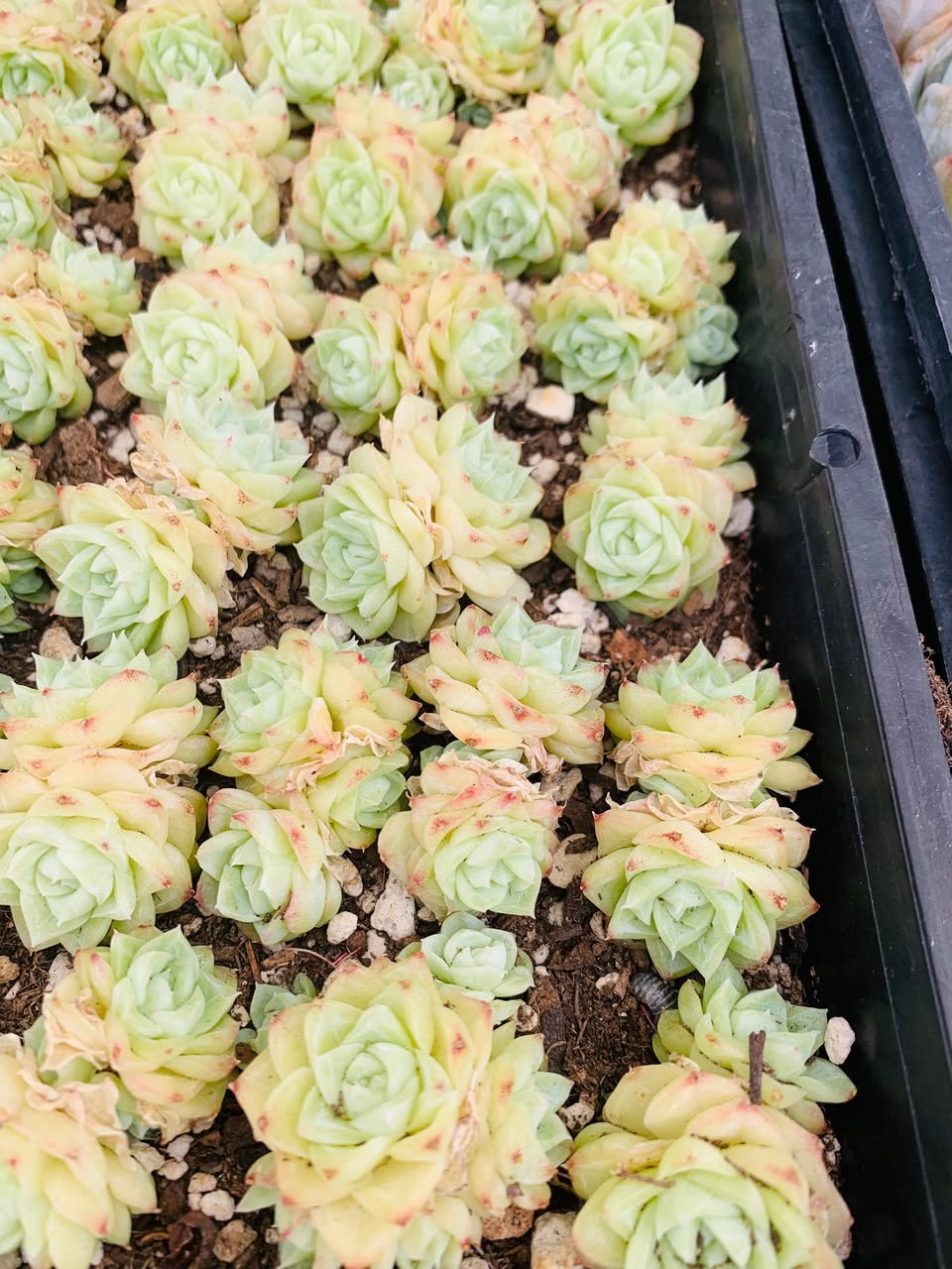 Echeveria white small cluster 四颗小群生