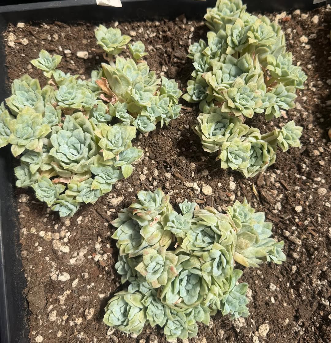 Echeveria Hadis big cluster 大群生