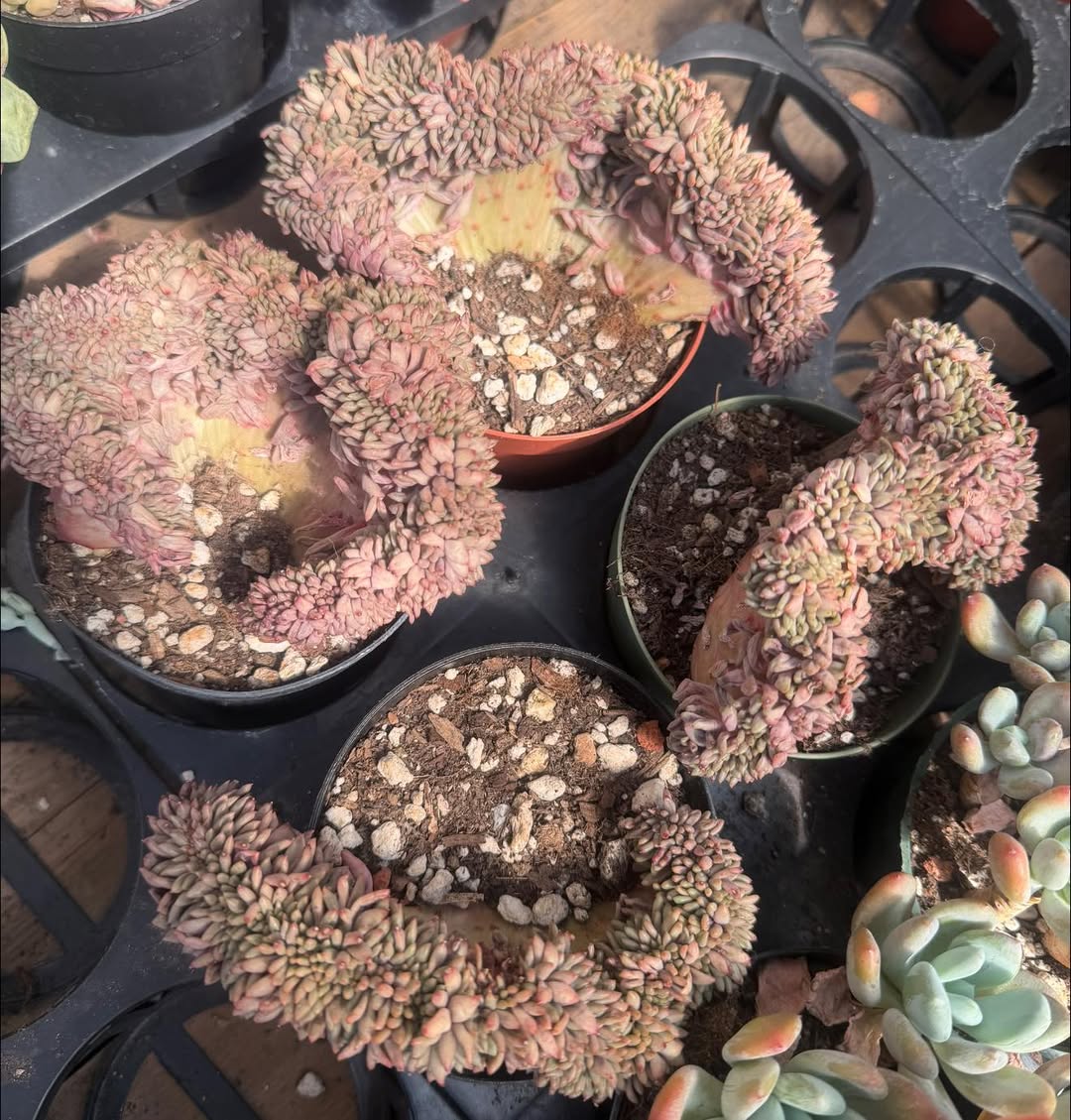Pachyphytum Dragonfly crested 蜻蜓美人缀化