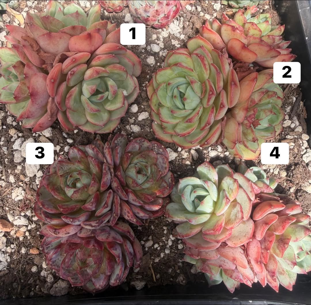 Echeveria Bloody Snow Fairy cluster 血雪仙子群生