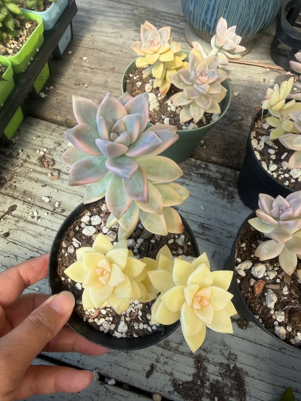 Variegated Ghost Plant 锦化胧月