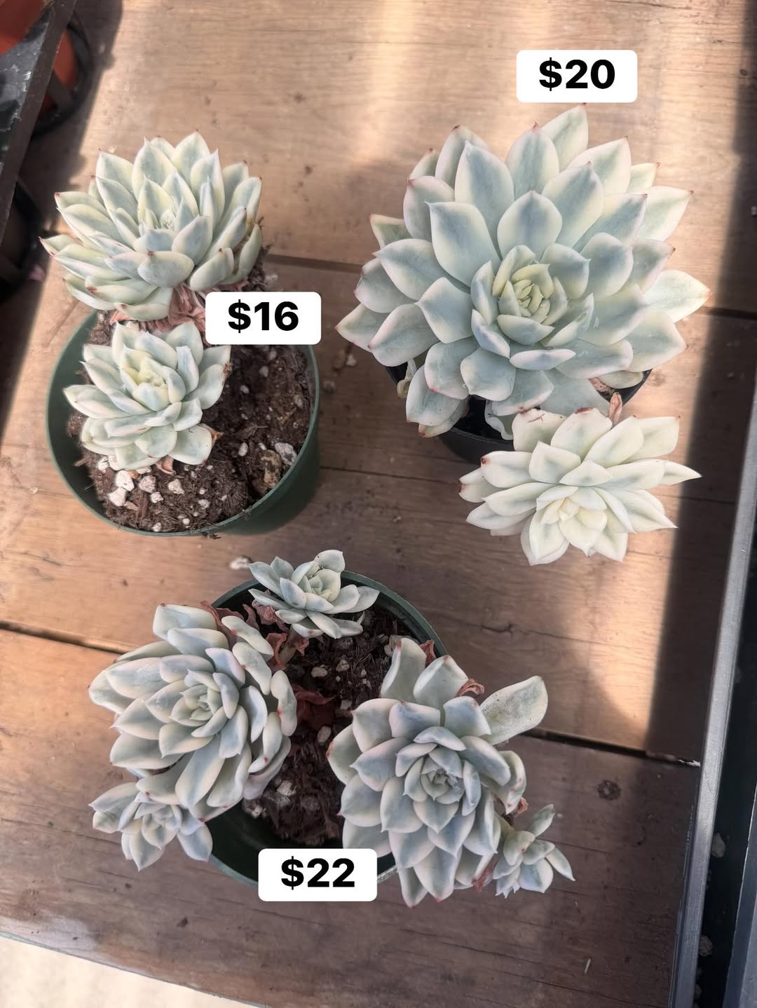 Variegated Echeveria Moon Fairy 锦化月仙子