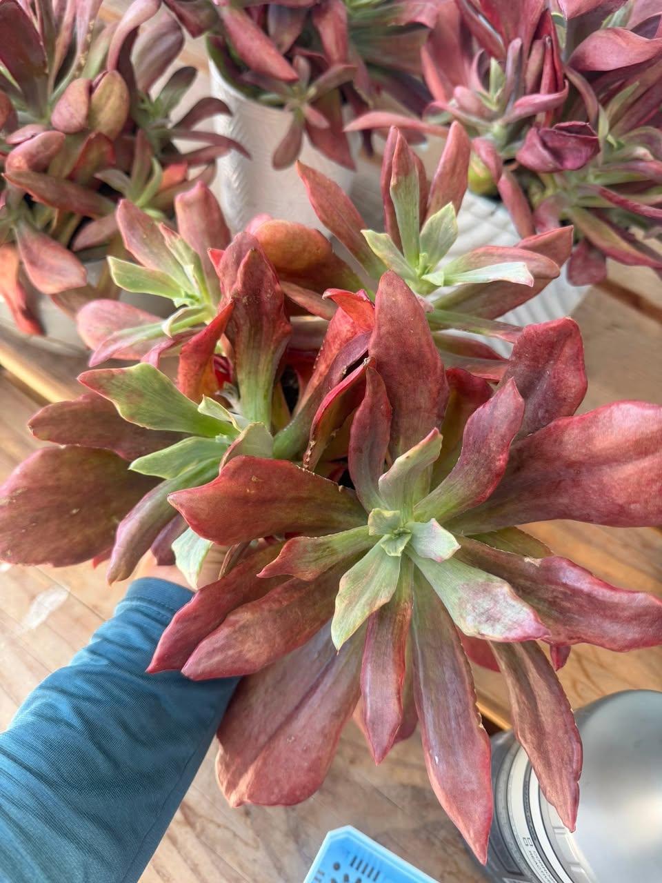 Variegated Echeveria Red Diamond Big Cluster 锦化红钻群生