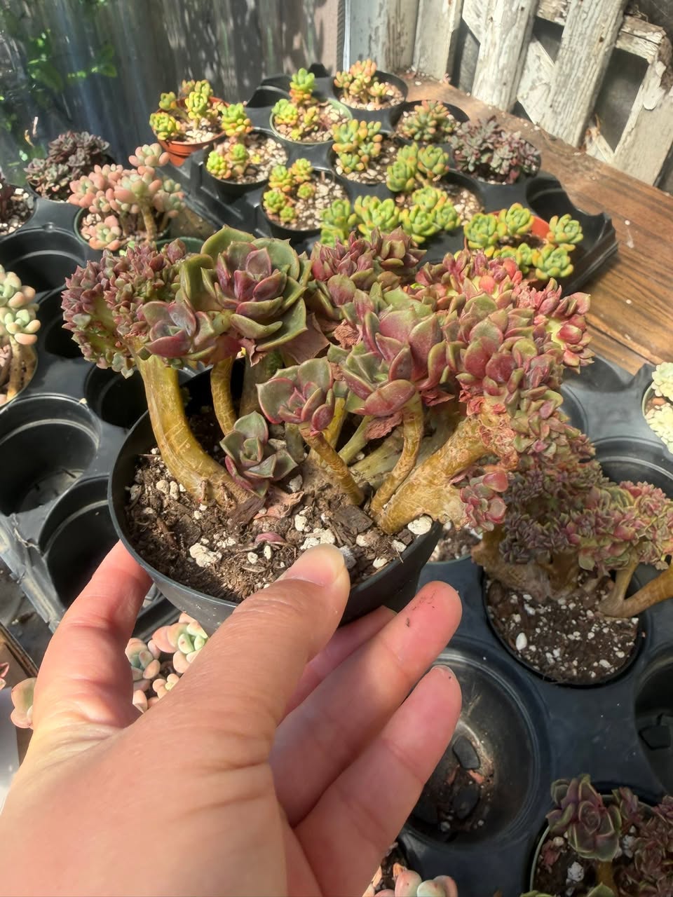 Zestar Crested Big Size 缀化