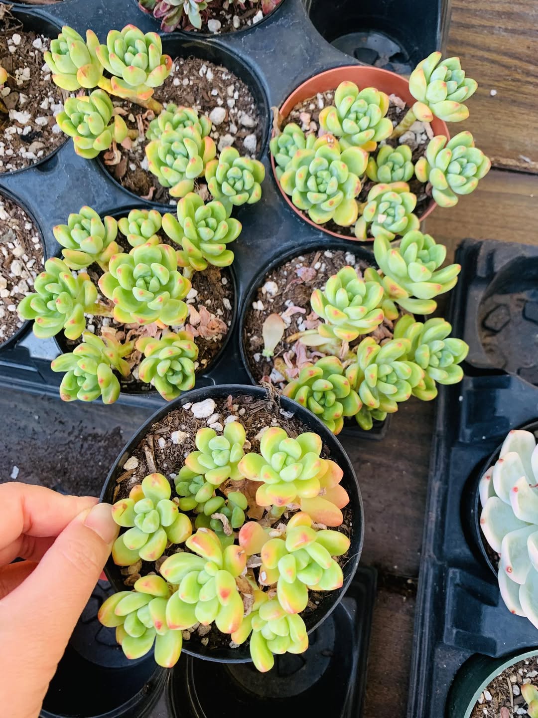 Sedum Shangri-La 香格里拉景天