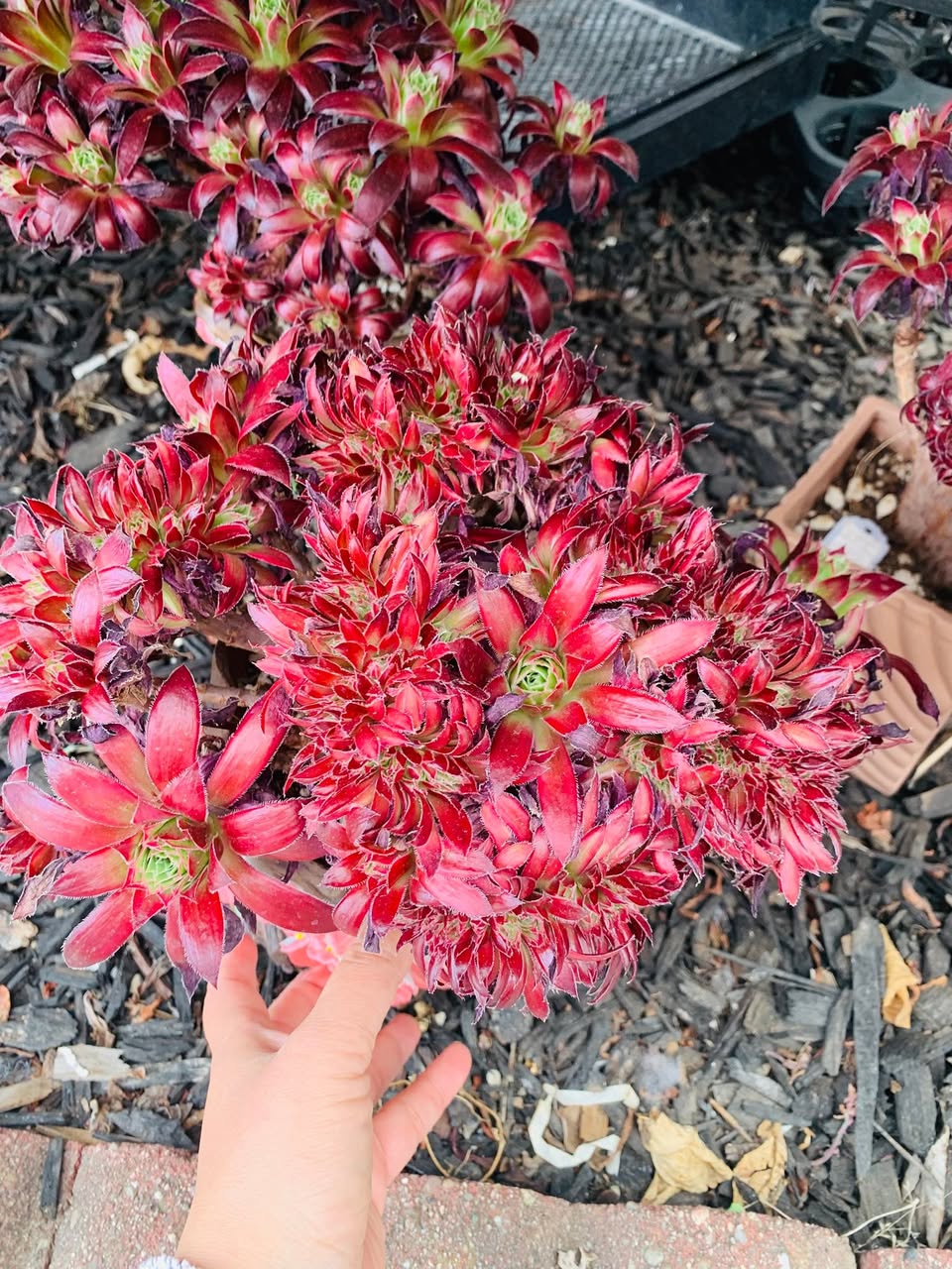 Variegated Aeonium Peacock Crested 锦化孔雀法师缀化