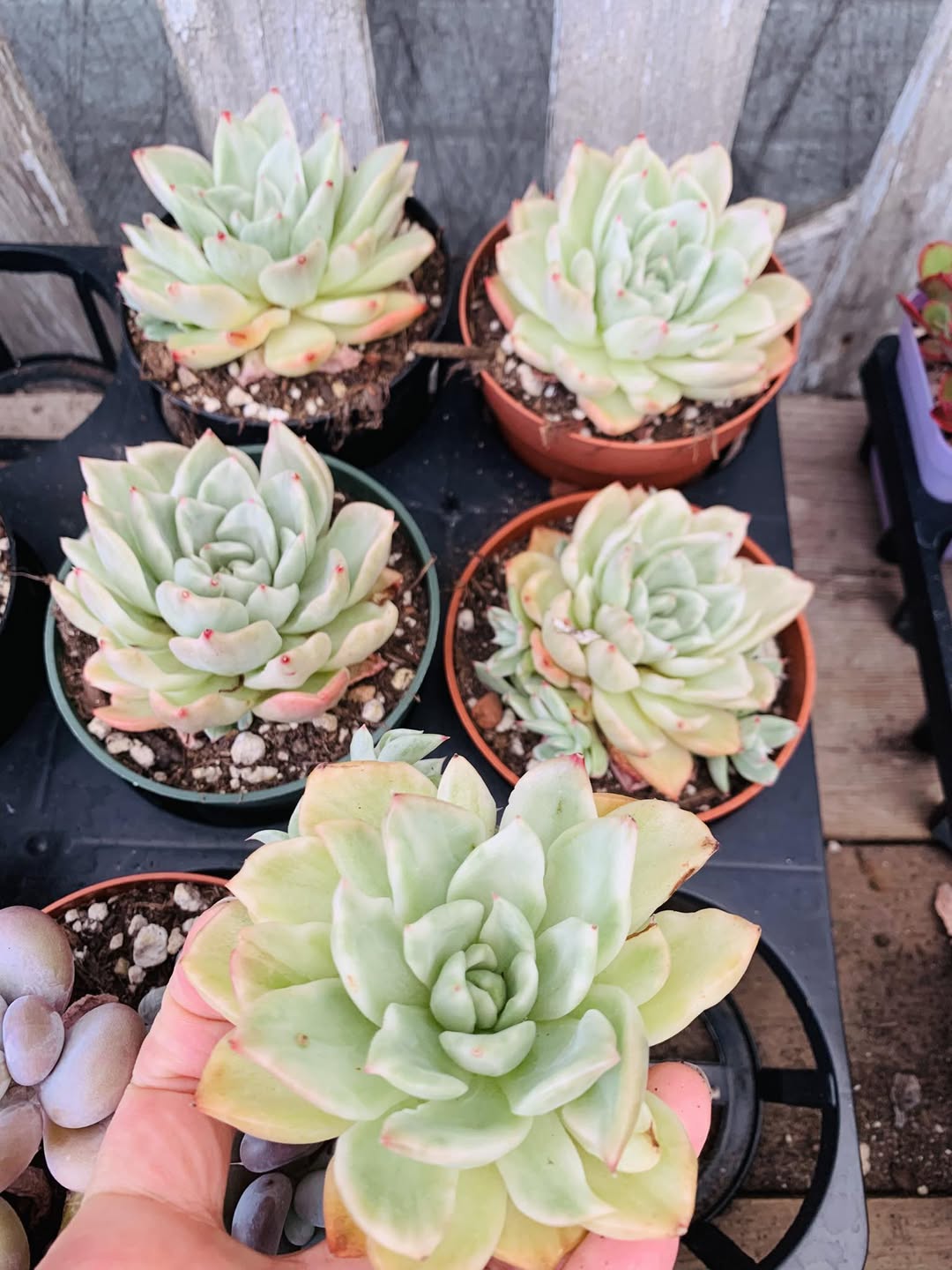 Variegated Echeveria Floriana Fossil 锦化 Floriana Fossil