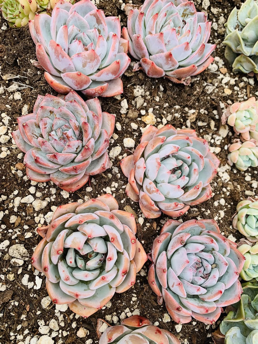 Echeveria Blue Bird Hybrid 蓝鸟杂交