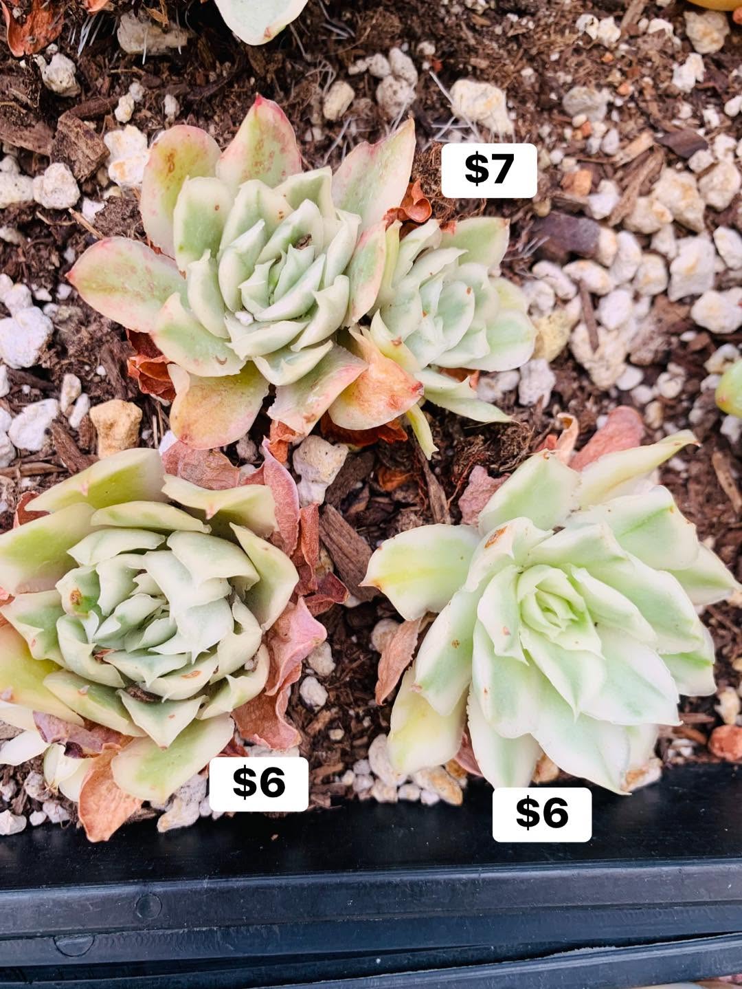 Variegated Echeveria Purple Butterfly 锦化紫蝶