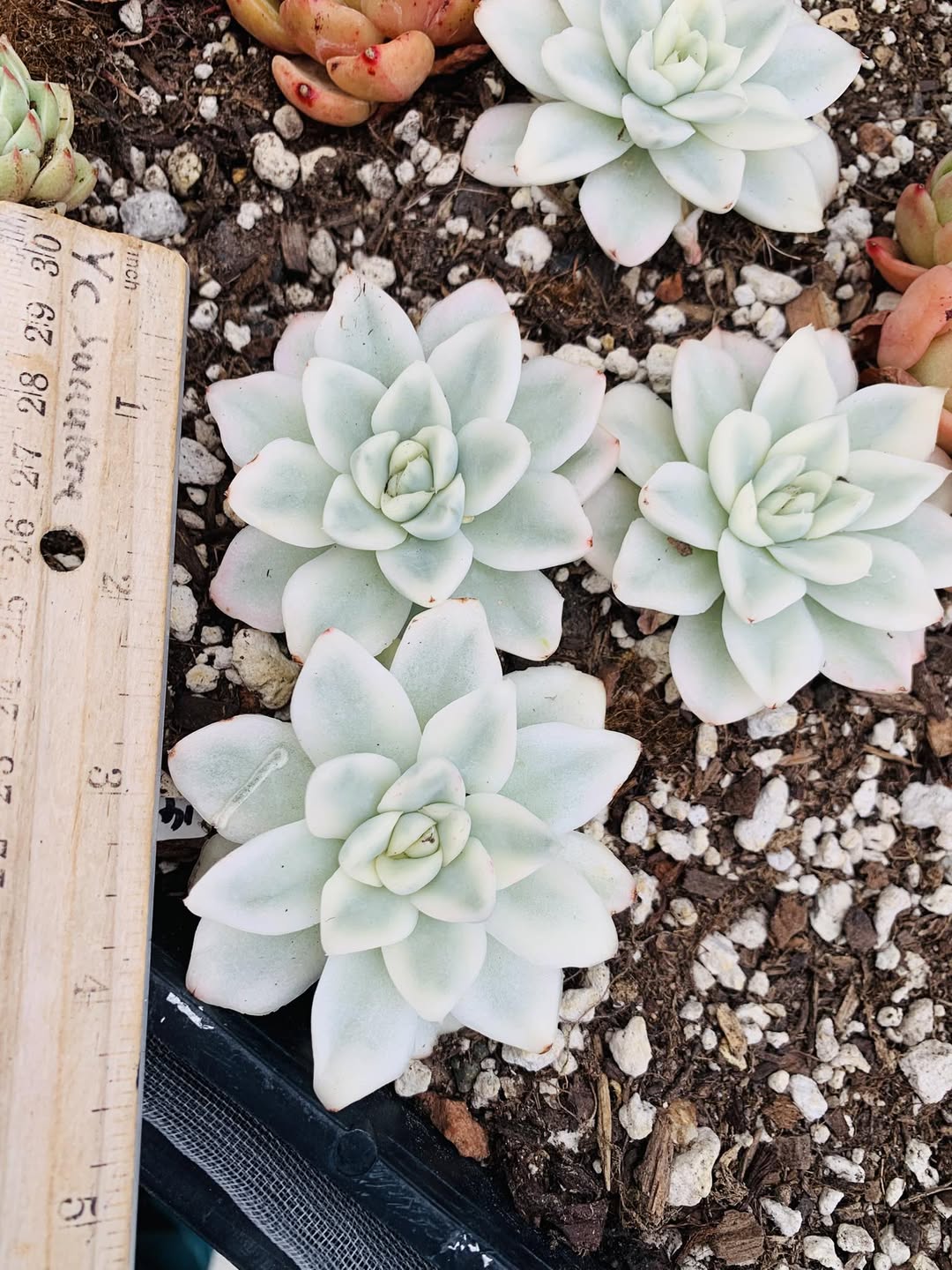 Variegated Echeveria Mochi 锦化麻薯