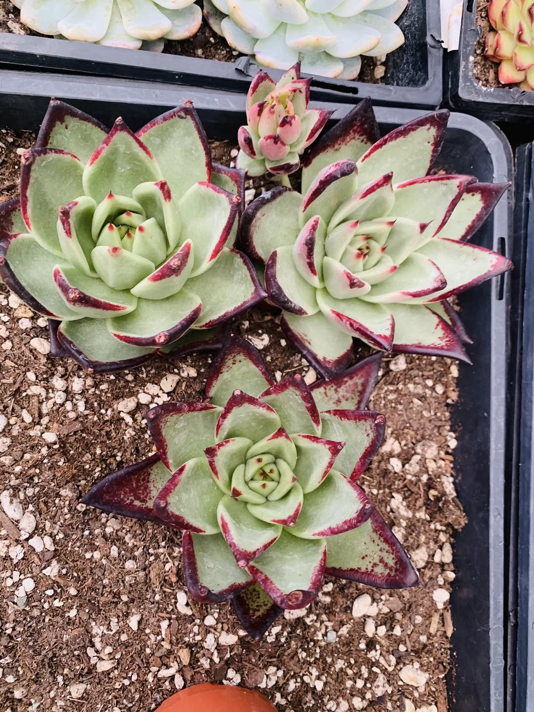 Echeveria Black Ebony 黑檀乌木
