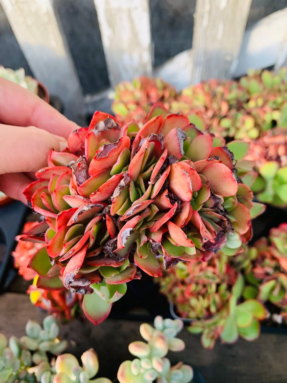 Echeveria Pabis Rose Crested 缀化