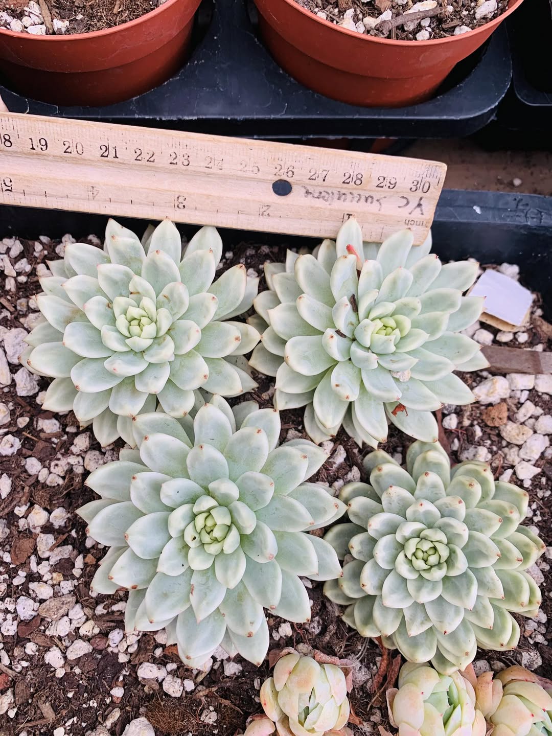 Variegated Echeveria Xiu Se 锦化秀色