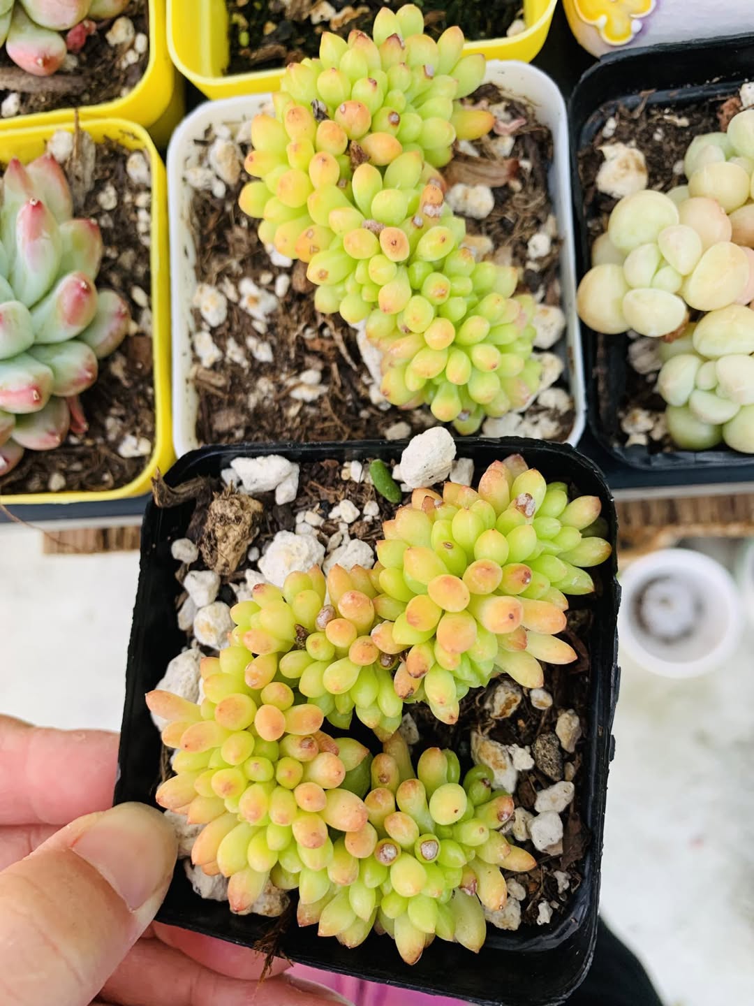 Sedum Lemon Finger Crested 柠檬手指缀化