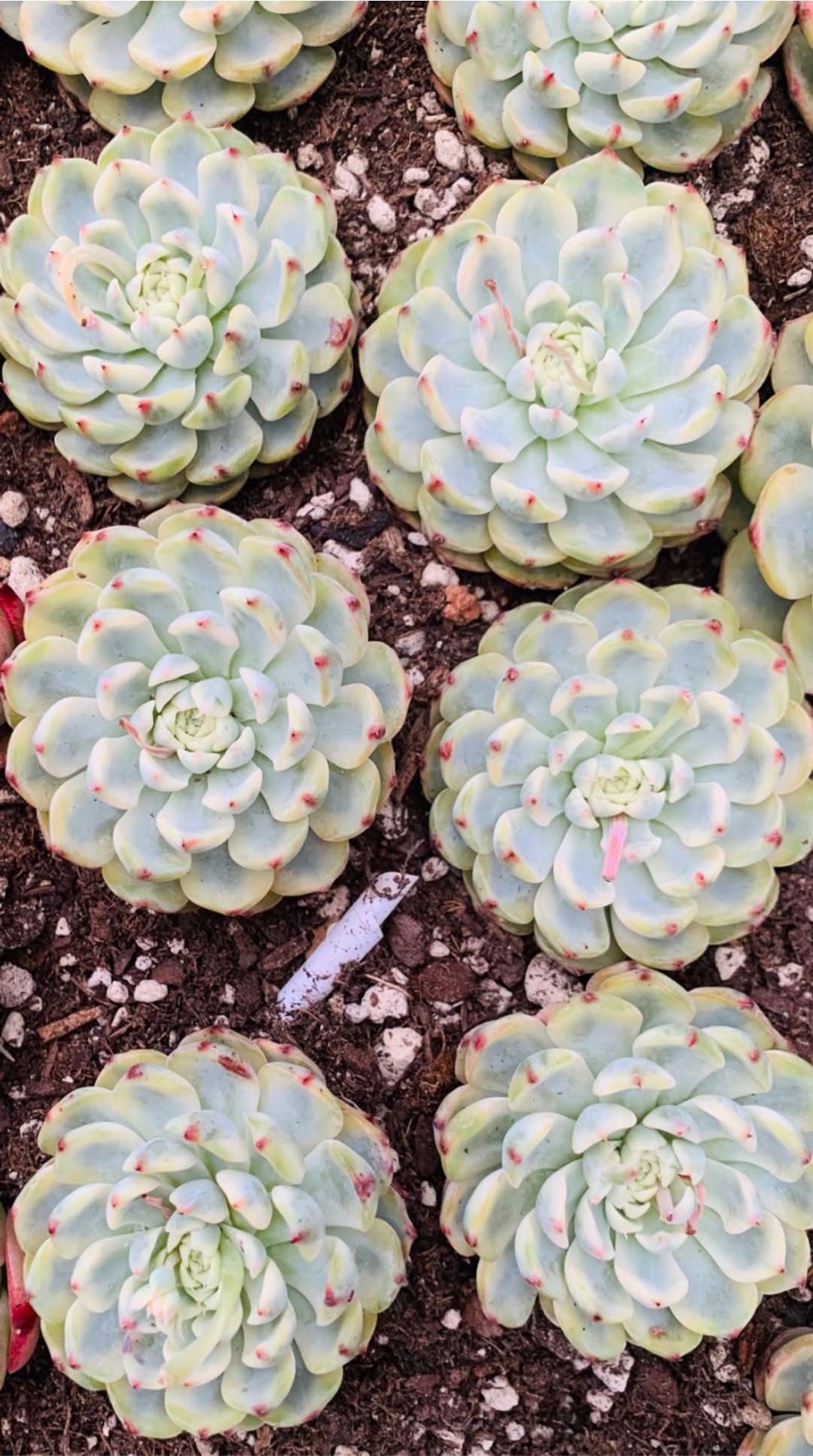Variegated Echeveria Blue Minima 锦化蓝姬莲