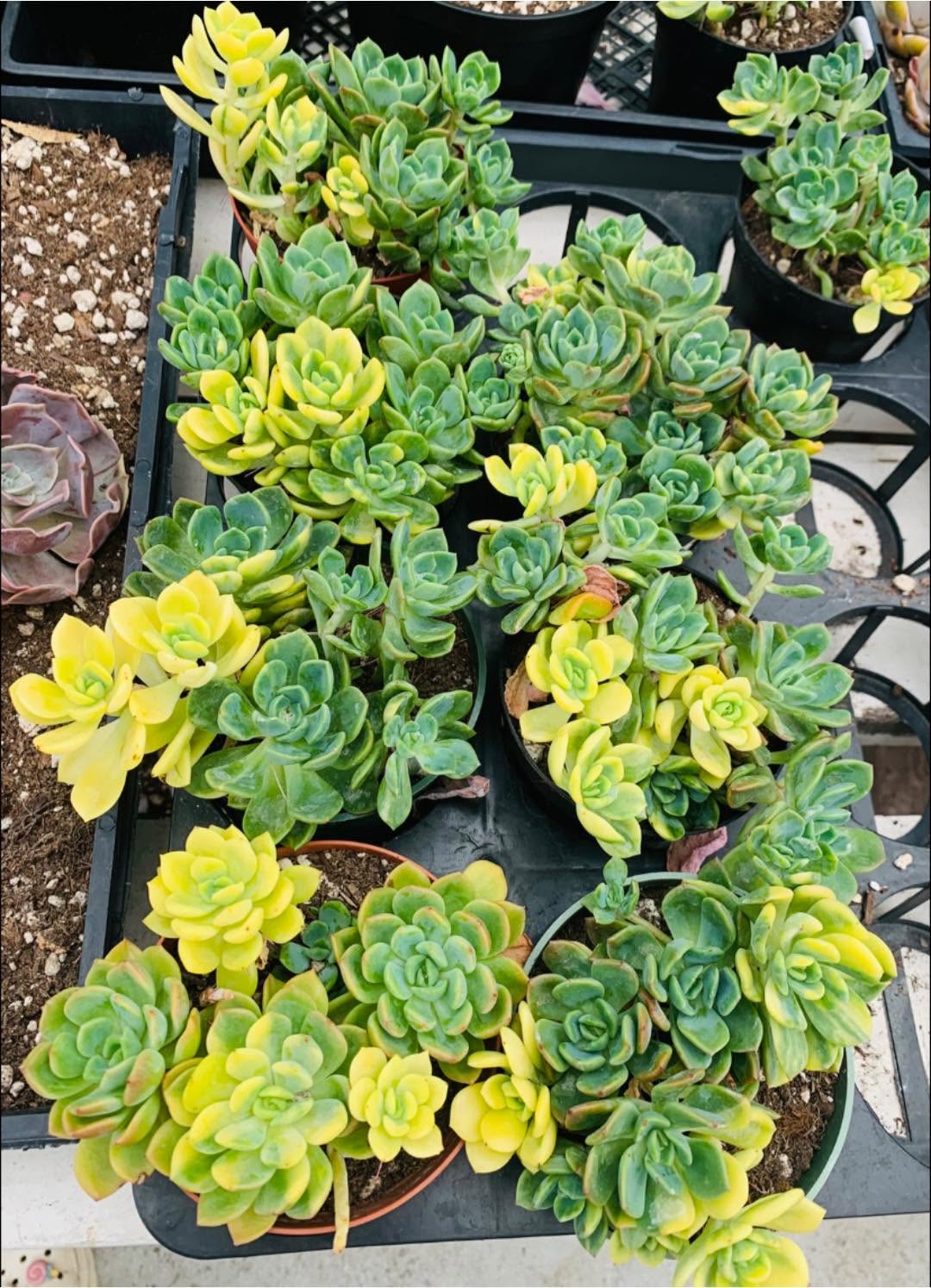 Variegated Echeveria Fanta Cluster 锦化芬达群生