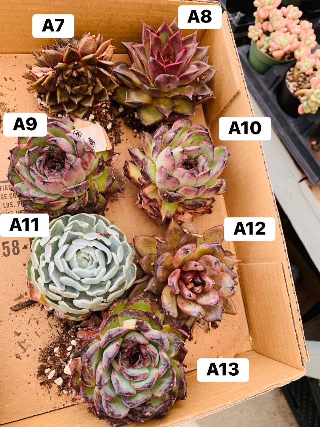Mixed Numbered Echeveria Tray 编号混合拟石莲