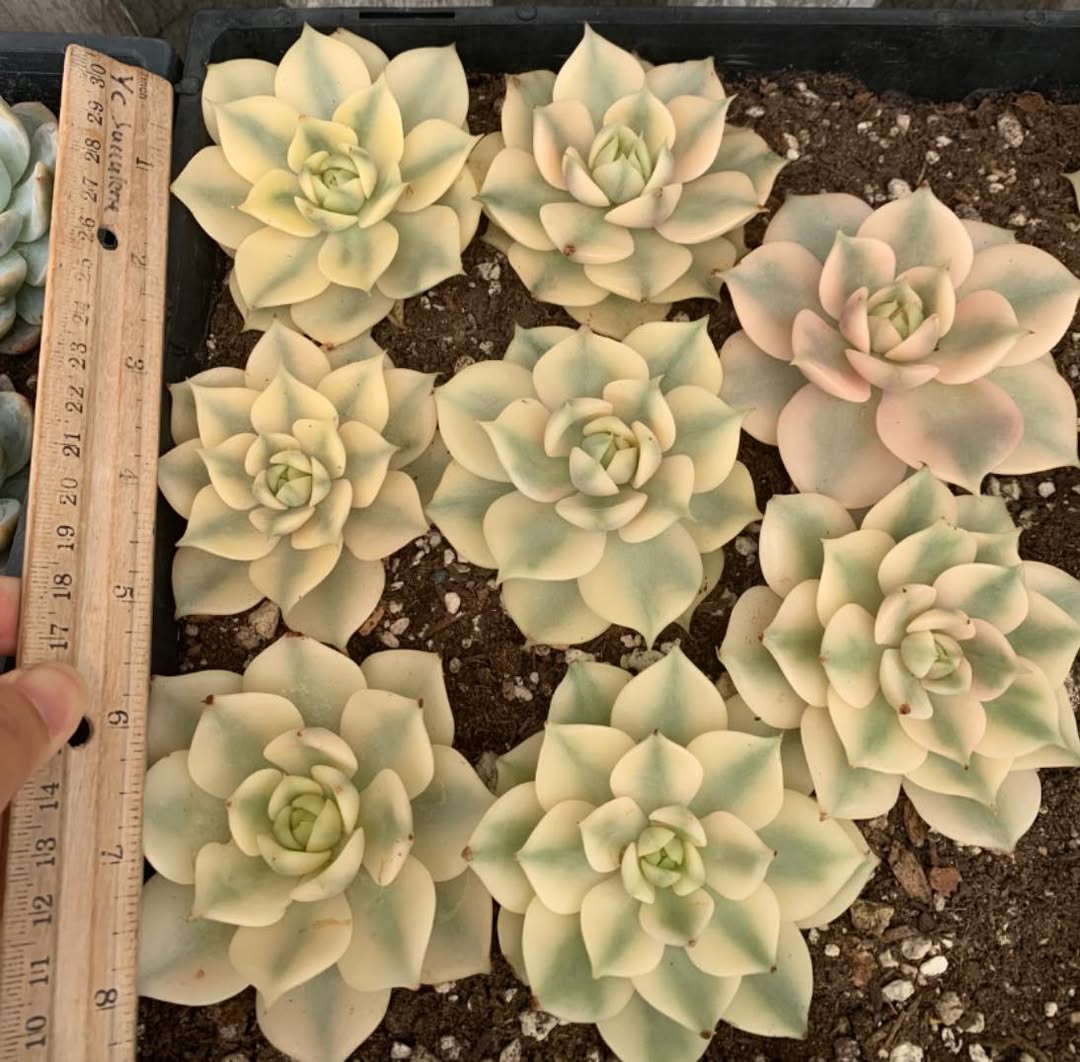 Variegated Echeveria Lake Baikal 锦化贝加尔湖
