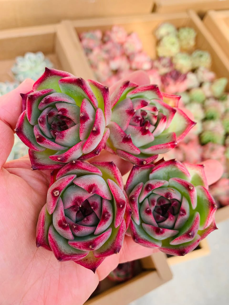 Echeveria Kadi 红边拟石莲
