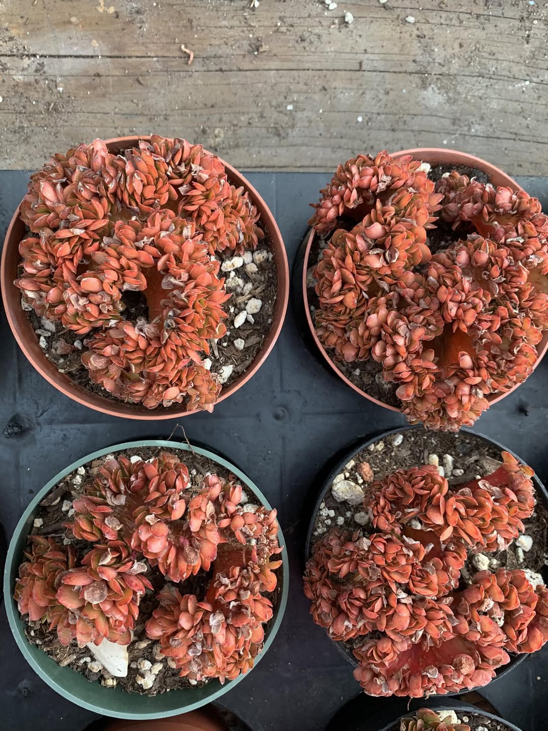 Echeveria Candy Crested Candy 缀化