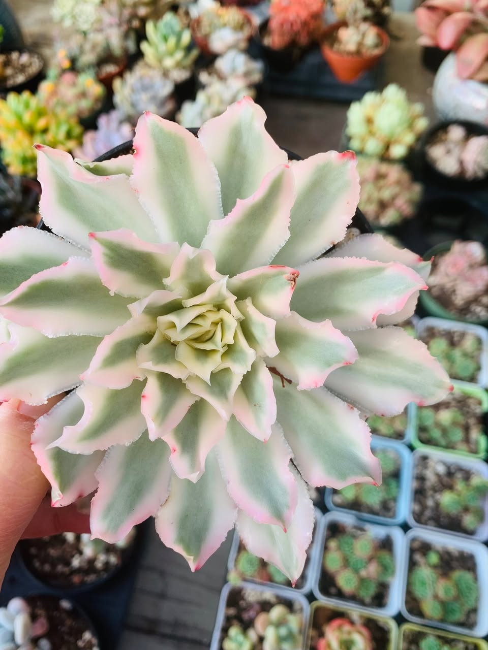 Variegated Purple Butterfly 锦化紫蝶拟石莲