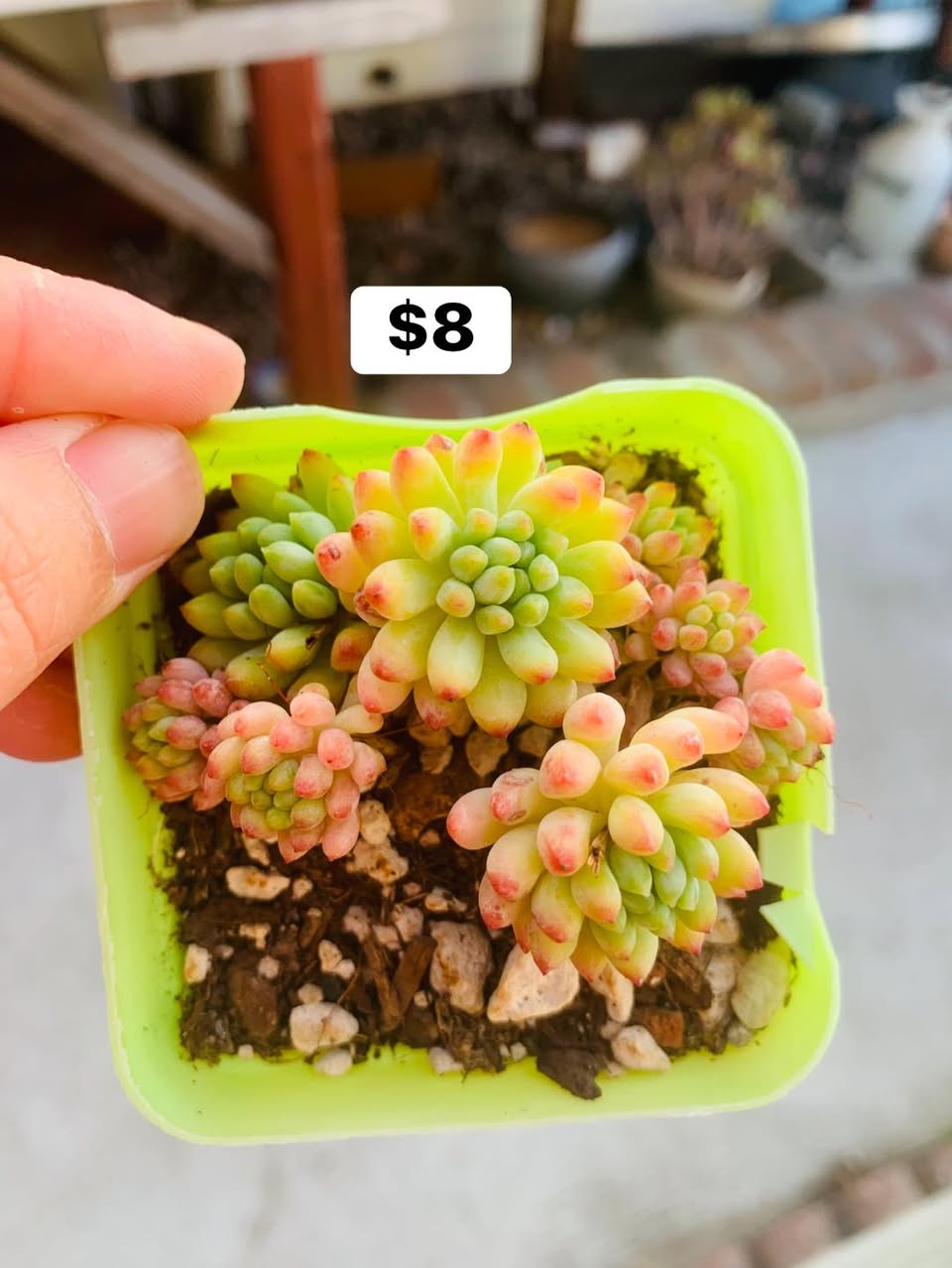 Echeveria Firework 烟花拟石莲