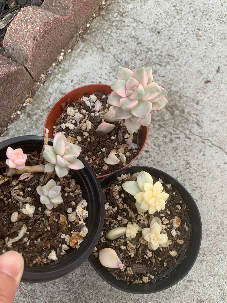 Variegated Tituban set 锦化姬胧月三盆